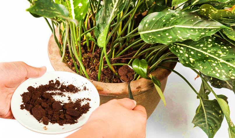 Organic Fertilizers for Indoor Container Gardening