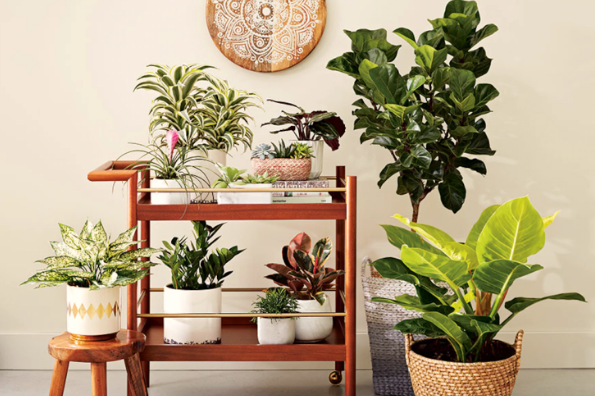 Best Pots for Indoor Container Gardening