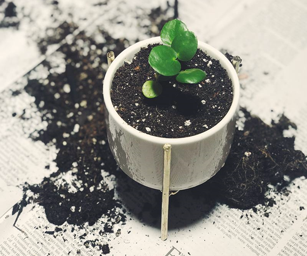 Potting Mixtures for Plants