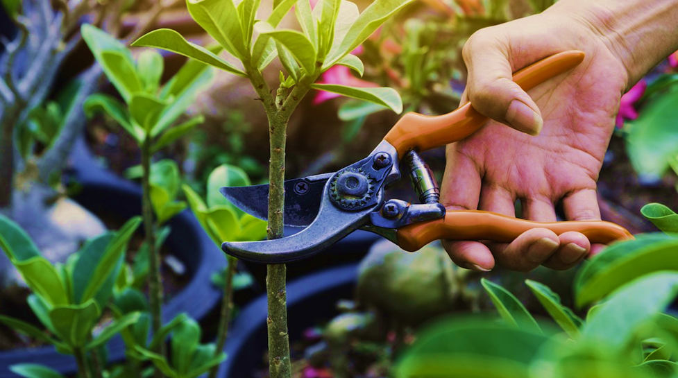 Pruning the Plants in Container Gardening