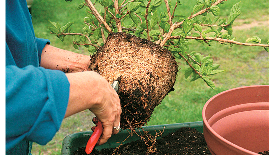 Pruning the Roots of Container Plants