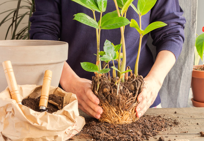 Repotting Techniques for Container Plants