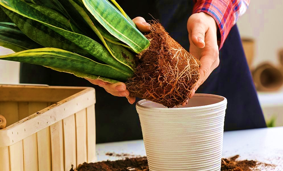 Repotting the Plants in Container Gardening