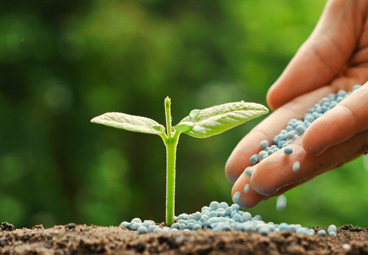 Role of Fertilizers in Plant Growth