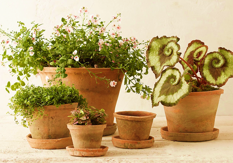 Saucers with Plant Pots for Gardening