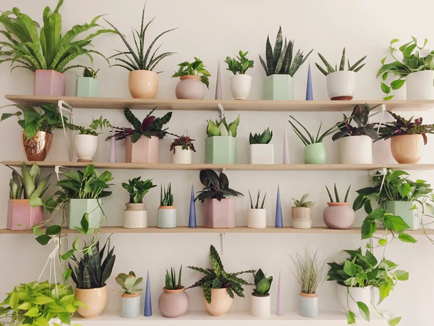 Shade-loving Plants for Indoor Container Garden