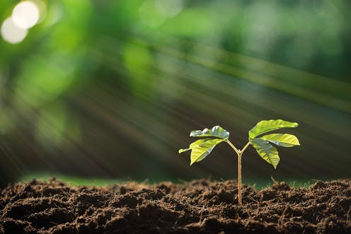 Silt Soil for Plants