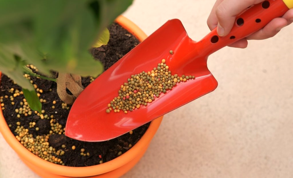 slow-release fertilizers for indoor container gardening