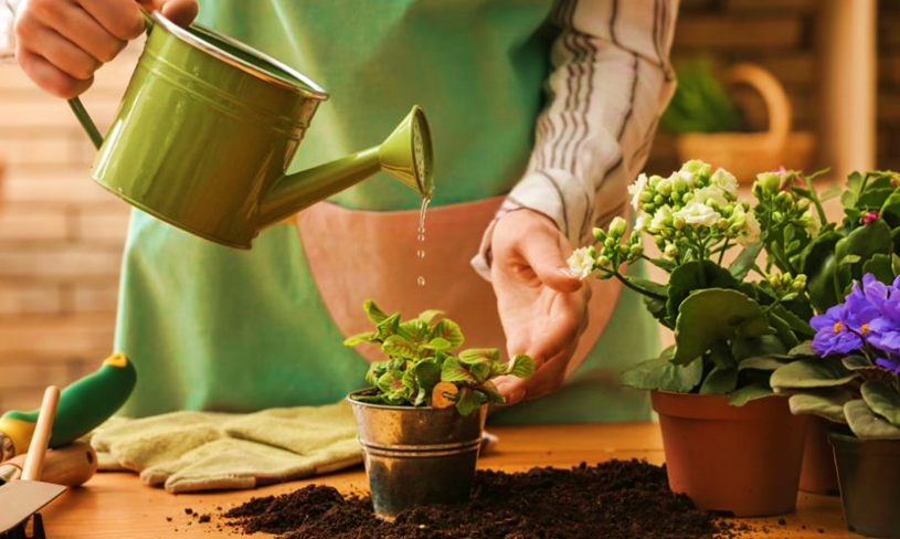 Synthetic Fertilizers for Indoor Container Gardening