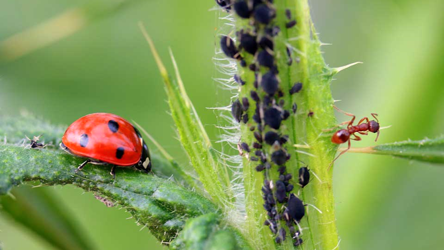 Techniques for Preventing Plant Pests and Diseases