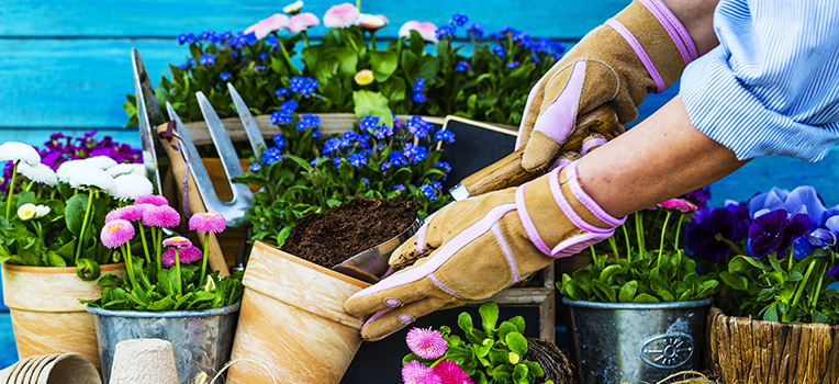 Terms to Help you Choose Plants for Container Gardening