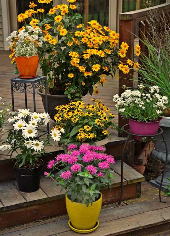 Tips to Grow Hardy Perennials by Container Gardening