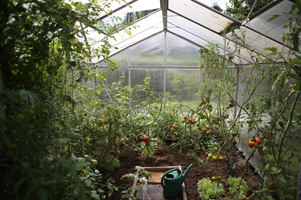 Top Easy Ways to Grow Vegetables For Your Garden or Allotment