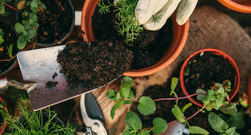 Treatments of Plant Diseases