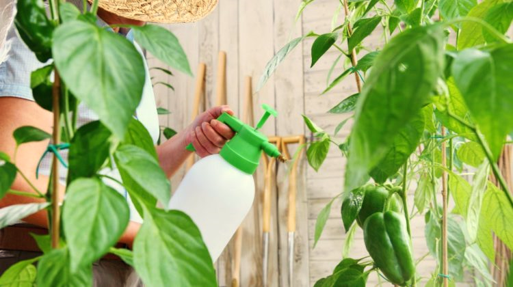 Types of Botanical Pesticides for Plants