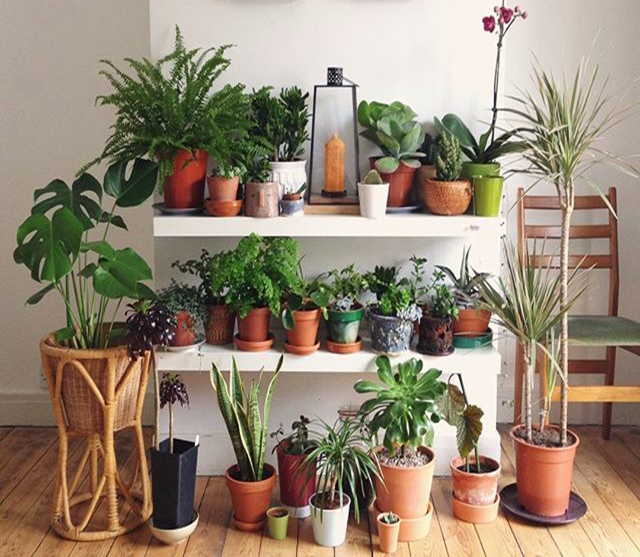 Ways to Organize Plant Containers in Garden