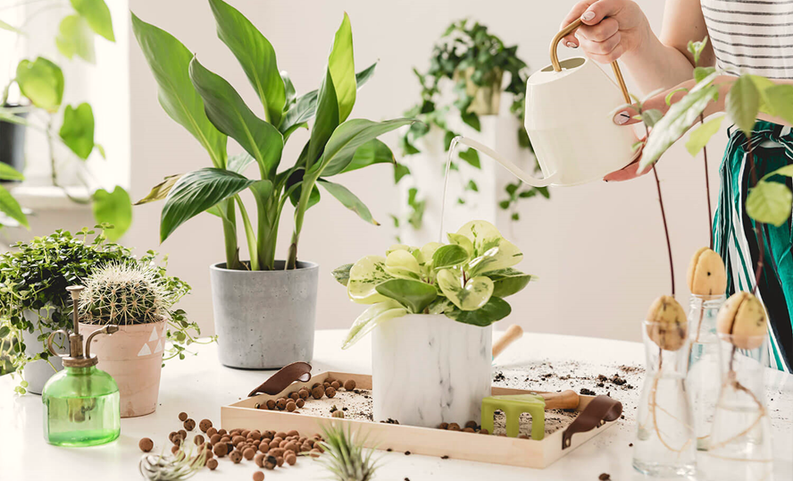 Ways to Purchase Plants and Taking Care of Them