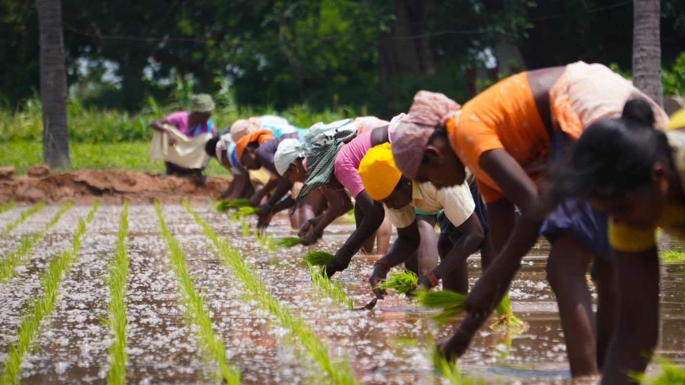 Why Plant Allotment Is Important In 2021