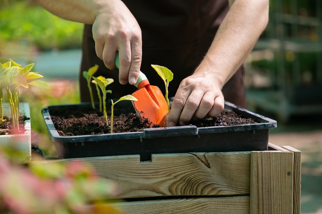 How to do Container Gardening