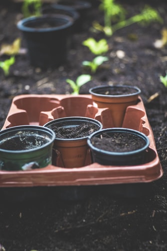Role of Containers in Container Gardening