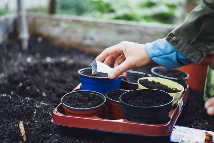 Factors Affecting Container Gardening
