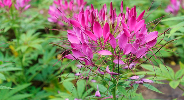 Benefits of Growing Cleome in Allotment Gardens