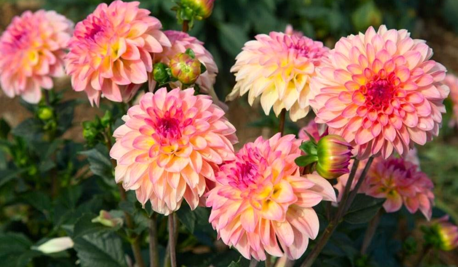Benefits of Growing Dahlias in Allotment Gardens
