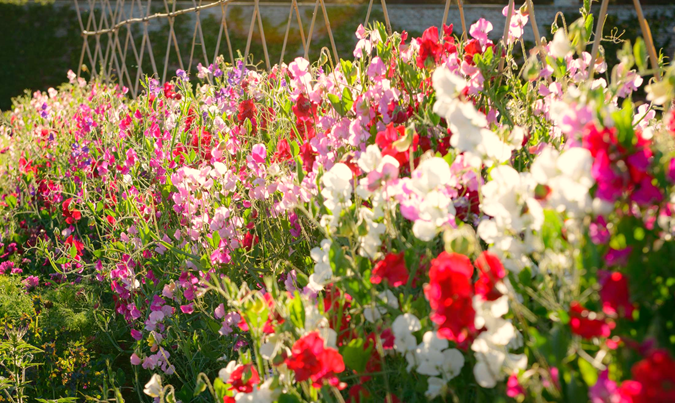 Benefits of Growing Sweet Peas in Allotment Gardens