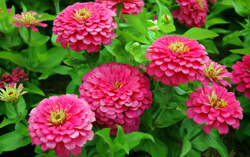 Benefits of Growing Zinnias in Allotment Gardens