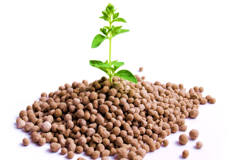 Benefits of Phosphorus for Plants