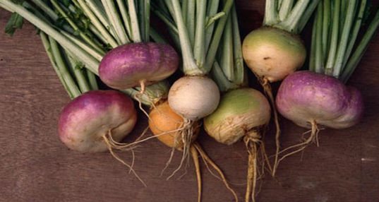 Best Turnip Varieties for Allotment Garden