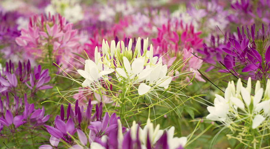 Growing Cleome in Allotment Gardens