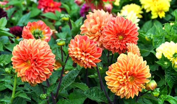 Growing Dahlias in Allotment Gardens