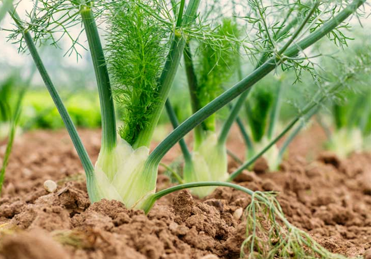 Growing Florence Fennel in Allotment Garden