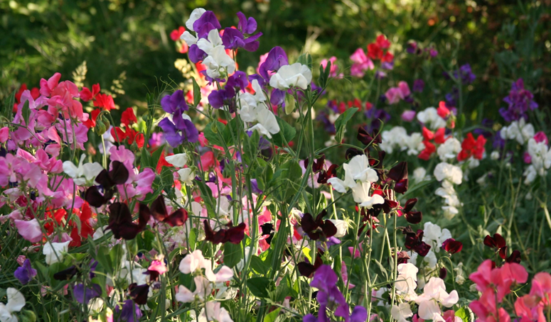 Growing Sweet Peas in Allotment Gardens