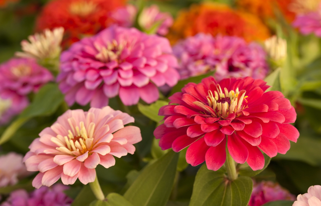 Growing Zinnias in Allotment Gardens