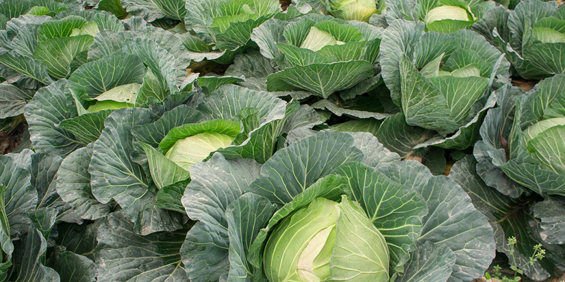 Tips for Cultivating Cabbages in Allotment
