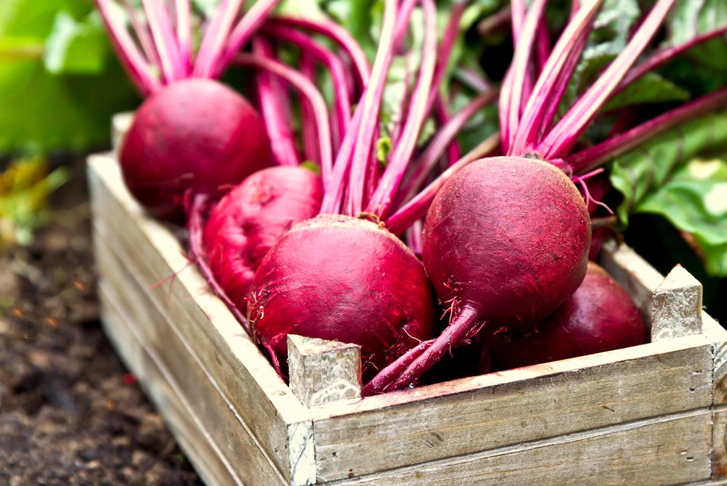 Tips to Grow Beetroot in Allotment