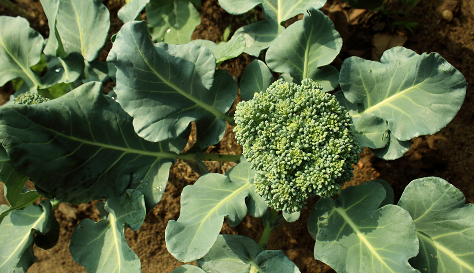 Tips to Grow Broccoli in Allotment