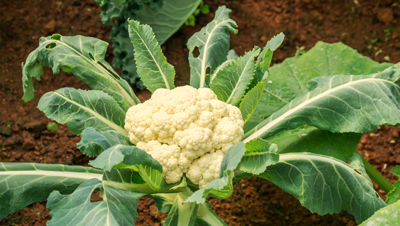 Tips to Grow Cauliflowers in Allotment