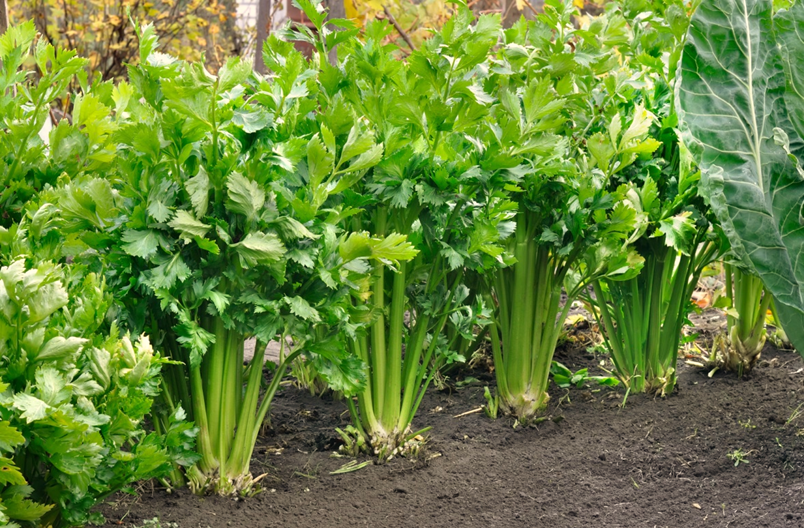 Tips to Grow Celery in Allotment Garden
