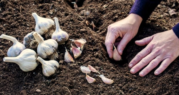 Tips to Grow Garlic in Allotment Gardens