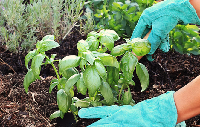 Tips to Grow Herbs in Allotment Gardens