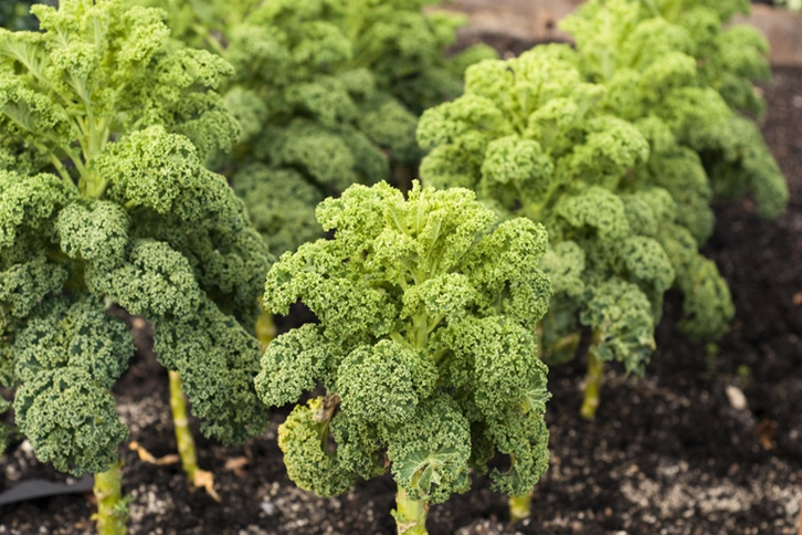 Tips to Grow Kale in Allotment Gardens