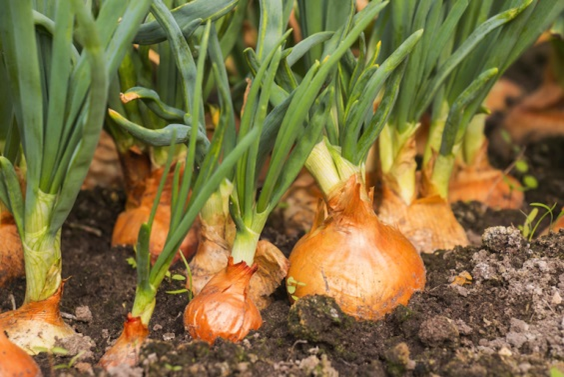 Tips to Grow Onions in Allotment Gardens