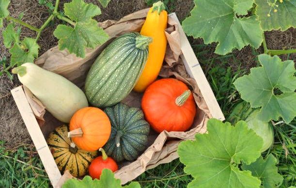 Tips to Grow Pumpkins and Squashes in Allotment Gardens