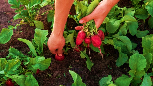 Tips to Grow Radish in Allotment