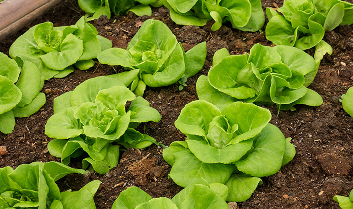 Tips to Grow Salad Leaves in Allotment Gardens