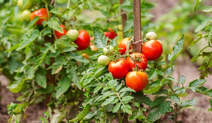 Tips to Grow Tomatoes in Allotment Gardens