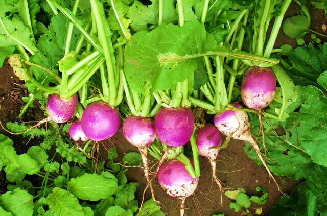 Tips to Grow Turnips In Allotment